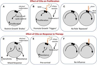 Emerging Roles of Primary Cilia in Glioma